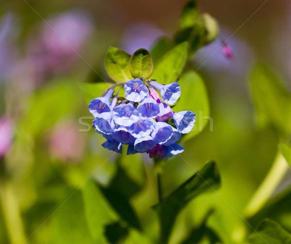 Close up of bluebells in April Stock photo © backyardproductions