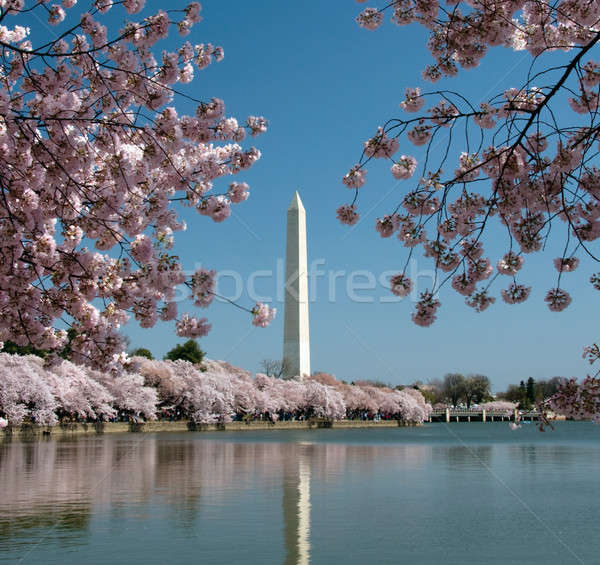 Washington Monument reflected in tidal basin Stock photo © backyardproductions