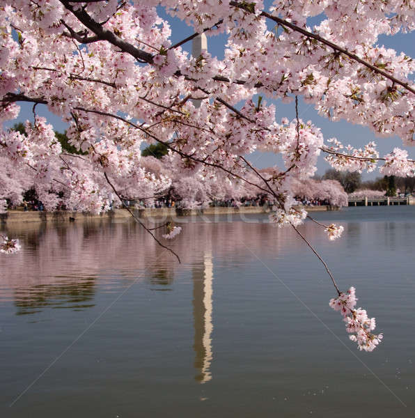 Szokatlan tükröződés Washington-emlékmű cseresznyevirágzás jelenet virág Stock fotó © backyardproductions