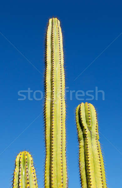 Three tube like cactus plants with blue sky Stock photo © backyardproductions