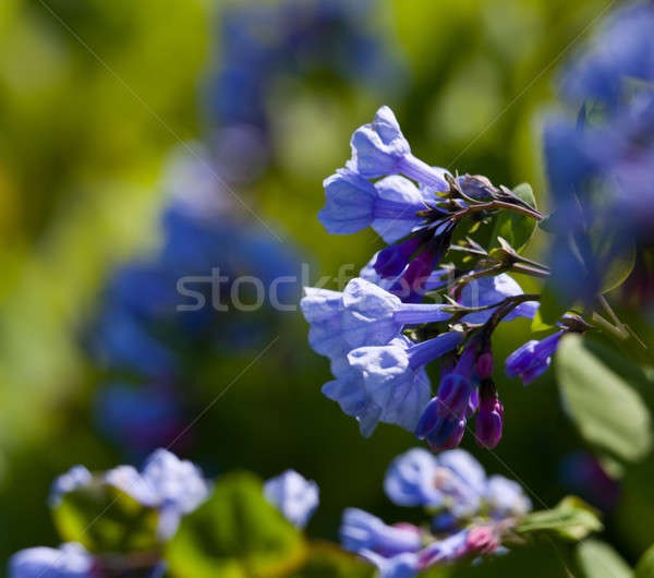 Stock photo: Close up of bluebells in April