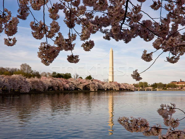Cherry Blossoms framing Washington Monument Stock photo © backyardproductions