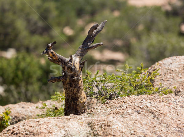Stunted tree trunk on granite rocks Stock photo © backyardproductions