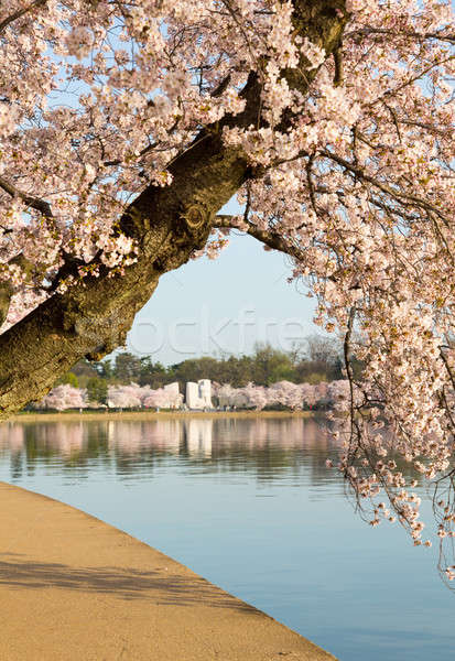 Foto stock: Pormenor · japonês · flor · de · cereja · flores · detalhado · foto