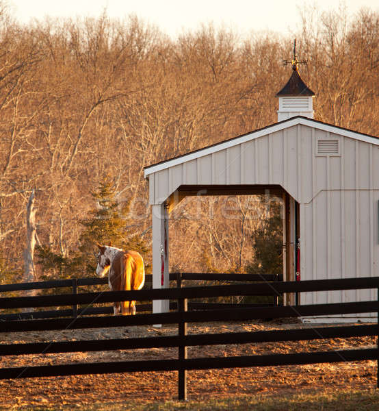 лошади стабильный закат солнце коричневый трава Сток-фото © backyardproductions