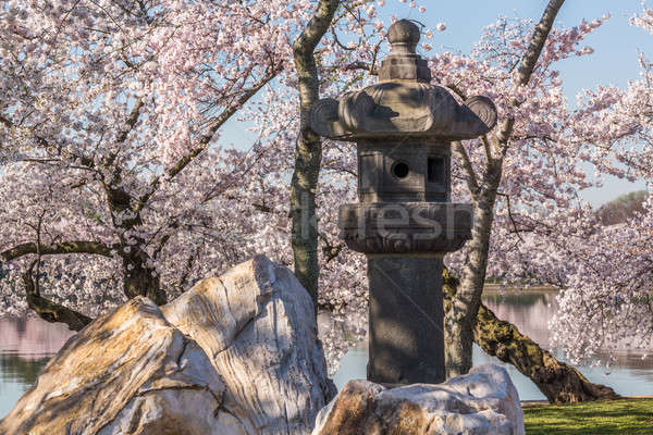 Japans lantaarn Washington bloesems oude steen Stockfoto © backyardproductions