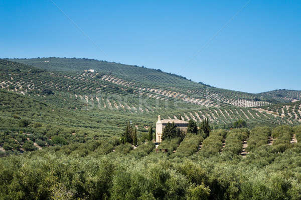 Oliva alberi orizzonte andalusia lontano Foto d'archivio © backyardproductions