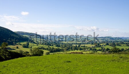 Campagne pays de galles paysage arbre herbe forêt [[stock_photo]] © backyardproductions