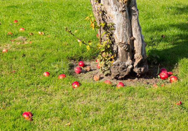 [[stock_photo]]: Rouge · pommes · automne · sol · autour · arbre