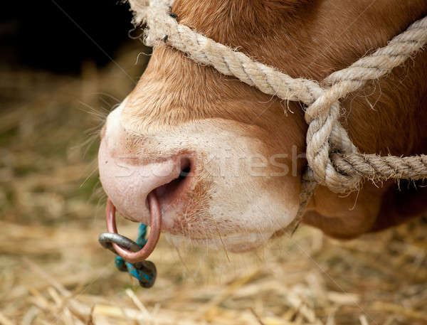 Ring in bull nose Stock photo © backyardproductions