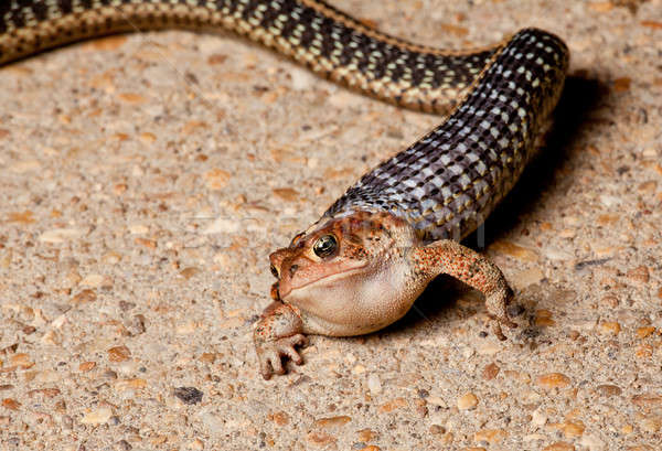 Kígyó varangy harisnyakötő eszik beton út Stock fotó © backyardproductions