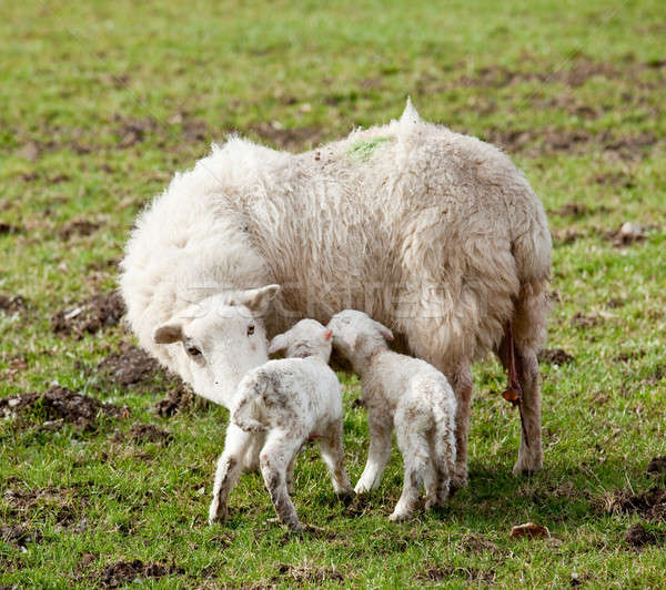 New born lamb twins with mother Stock photo © backyardproductions