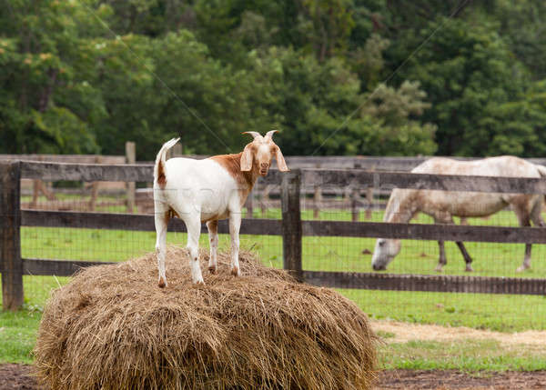 White goat on straw bale in farm field Stock photo © backyardproductions