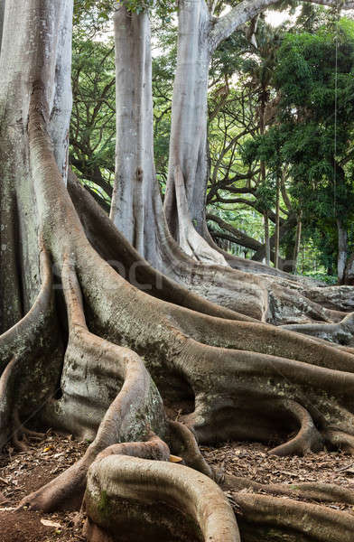 Moreton Bay Fig tree roots Stock photo © backyardproductions