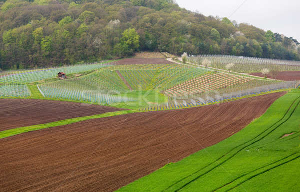 Сток-фото: шаблон · винограда · лозы · виноградник · Германия