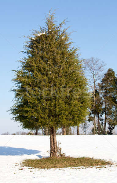 Single conifer in the snow Stock photo © backyardproductions