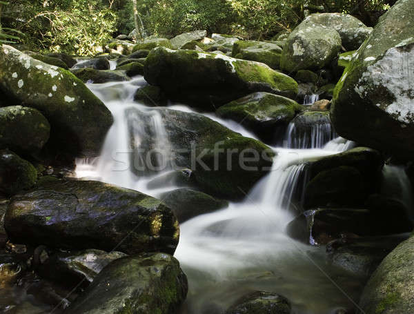 Río agua musgo cubierto rocas forestales Foto stock © backyardproductions
