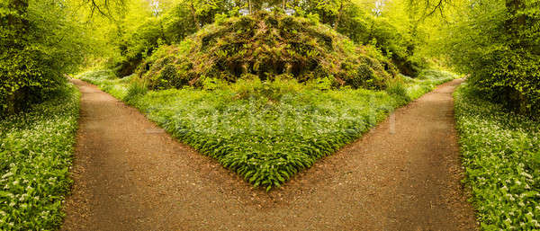 Seçim fotoğraf çatal orman yol Stok fotoğraf © backyardproductions