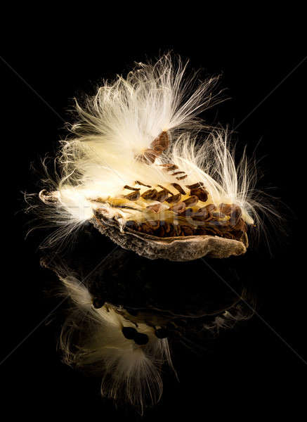 Macro photo of swamp milkweed seed pod Stock photo © backyardproductions