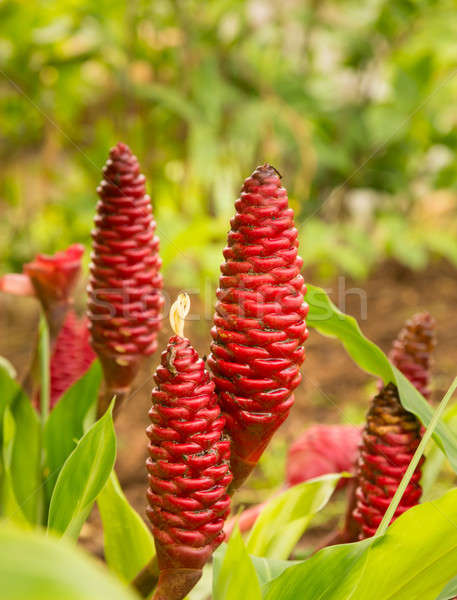 Shampoo gember plant groeiend plantage Rood Stockfoto © backyardproductions