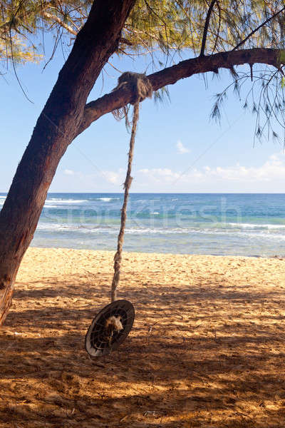 Corde Swing plage océan branche arbre [[stock_photo]] © backyardproductions