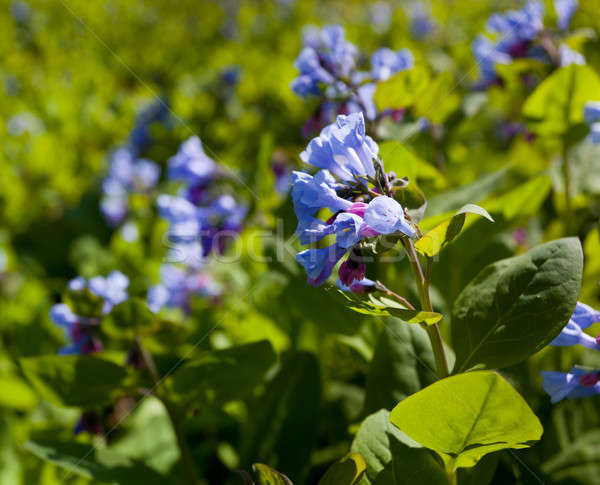 Close up of bluebells in April Stock photo © backyardproductions