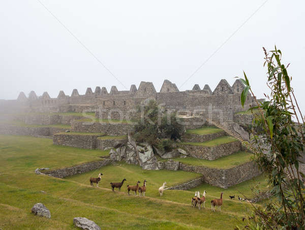 Machu Picchu regio Peru ochtend mist Stockfoto © backyardproductions