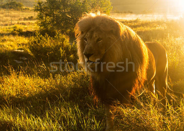 Old male lion in the grass in Southern Africa Stock photo © backyardproductions