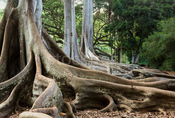Moreton Bay Fig tree roots Stock photo © backyardproductions