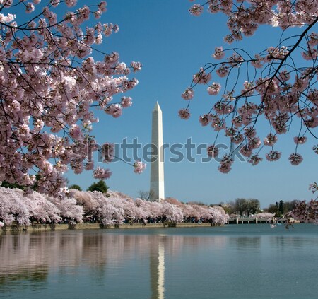 Washington Monument boven bloesems frame Stockfoto © backyardproductions