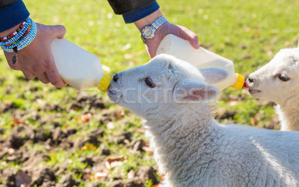 Vrouw twee pasgeboren flessen Stockfoto © backyardproductions