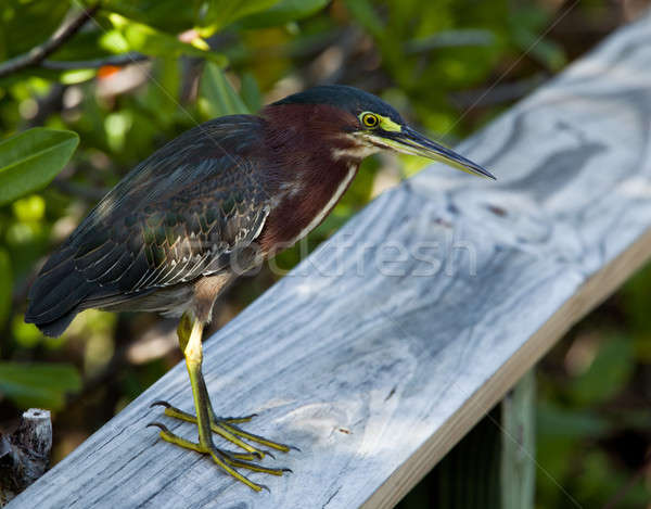 Groene reiger hek Puerto Rico natuur Stockfoto © backyardproductions