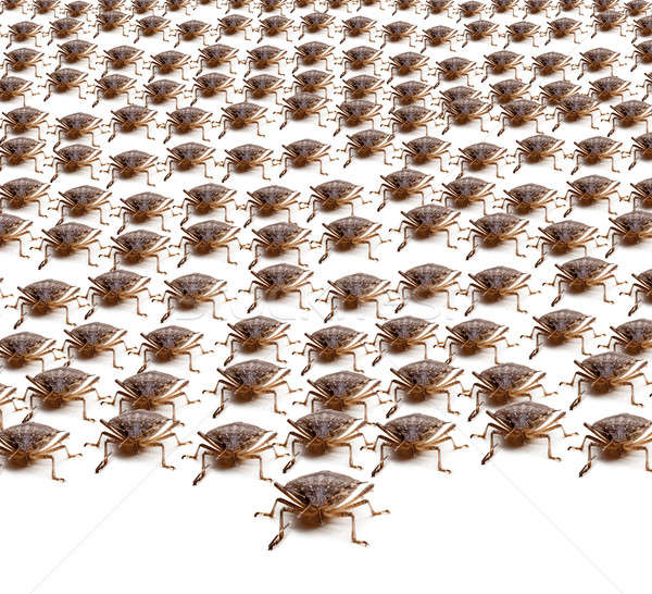 Army of Brown Stink Bugs Stock photo © backyardproductions