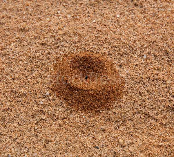 Stock photo: Small sand pile in desert formed by ant