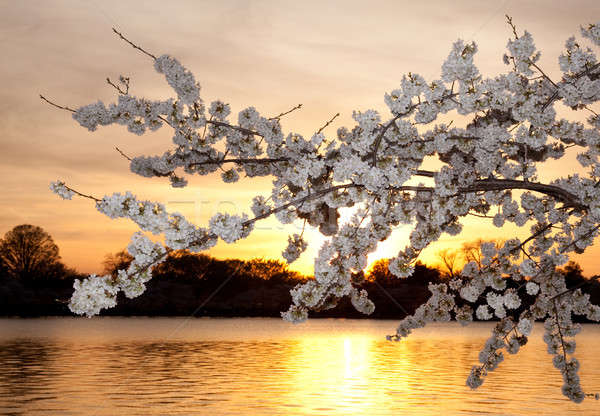Zonsondergang warm kleuren kersenbloesem bloemen Stockfoto © backyardproductions