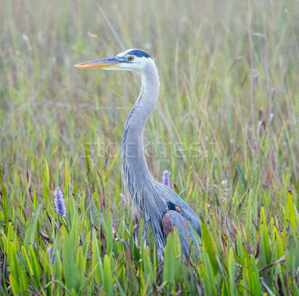 Great Blue Heron in wetlands of Florida Stock photo © backyardproductions