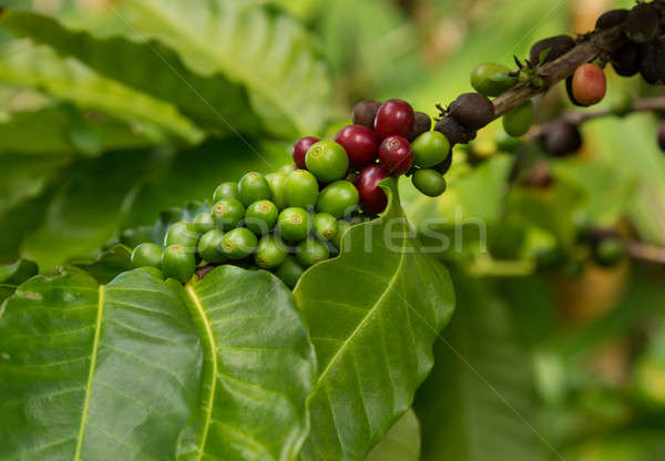 Hawaiian Kona Red coffee beans on tree growing in plantation in  Stock photo © backyardproductions