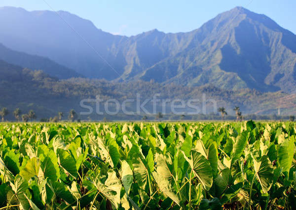 Taro plants at Hanalei Stock photo © backyardproductions