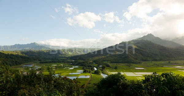 Panorama of Hanalei Valley in Kauai Stock photo © backyardproductions