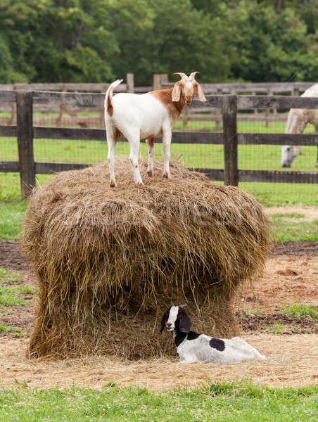 White goat on straw bale in farm field Stock photo © backyardproductions