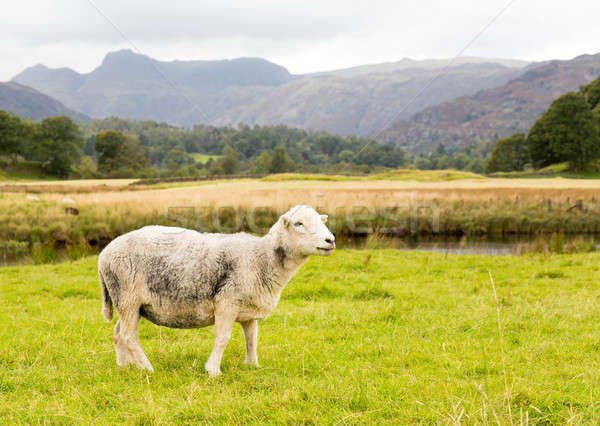 Sheep in front of Langdale Pikes in Lake District Stock photo © backyardproductions