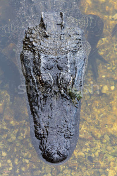 Alligator schließen erschossen Park Florida Stock foto © backyardproductions