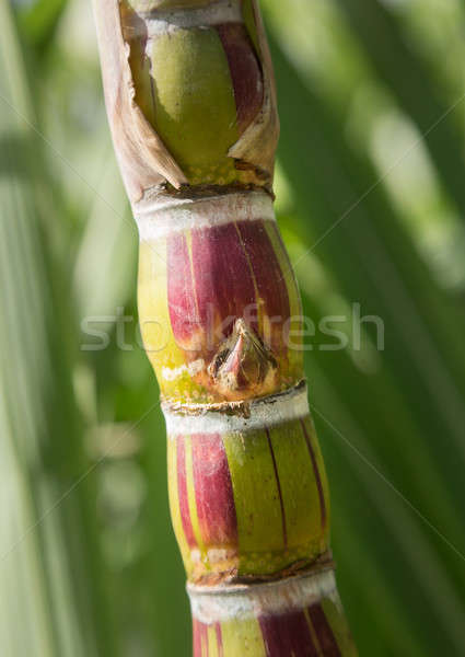 Cukier trzcinowy roślin rozwój plantacja niezwykły czerwony Zdjęcia stock © backyardproductions