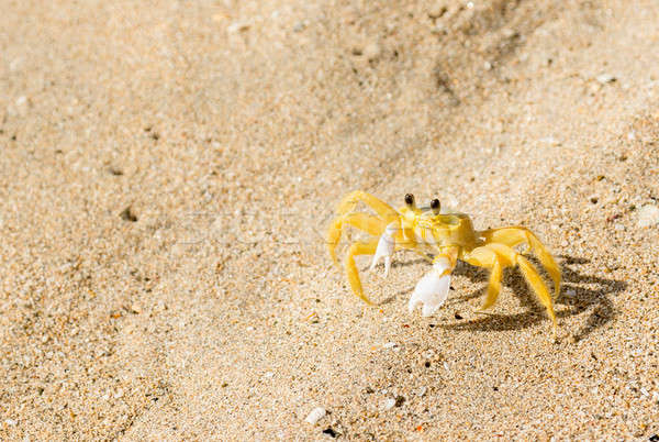 Foto d'archivio: Giallo · fantasma · granchio · spiaggia · di · sabbia · sabbia · bianco