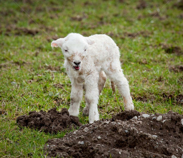 [[stock_photo]]: Nouvelle · né · agneau · jeunes · nouvellement · prairie
