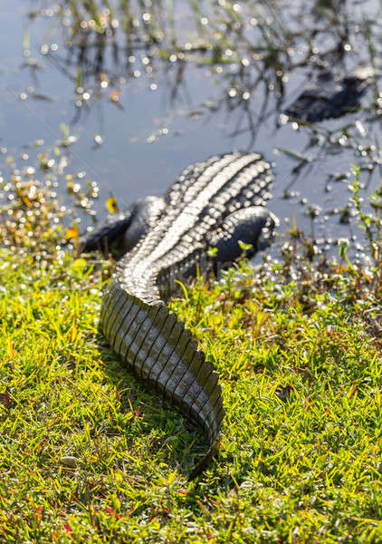 Close up of alligator in Everglades Stock photo © backyardproductions
