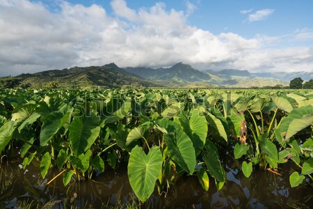 Taro plants in Hanalei Valley on Kauai Stock photo © backyardproductions