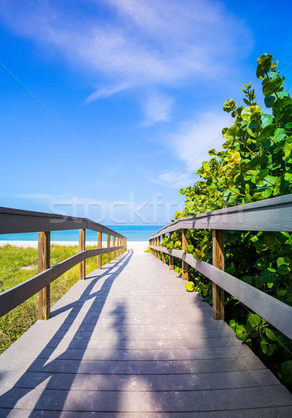 Boardwalk among sea oats to beach in Florida Stock photo © backyardproductions