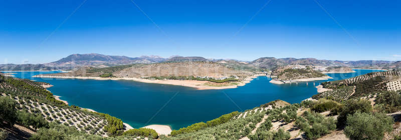 Oliva árvores em torno de lago andaluzia Foto stock © backyardproductions