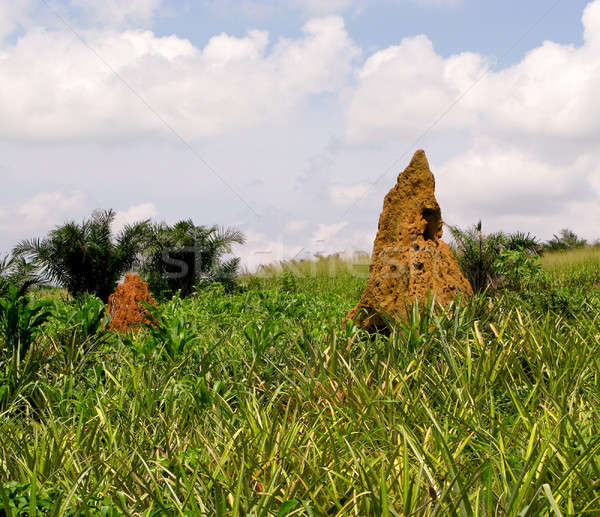 Termite Mound in Ghana West Africa Stock photo © backyardproductions